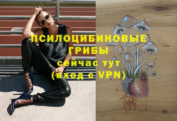 сатива Горняк